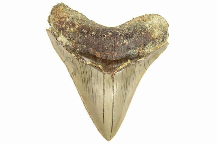Serrated, Fossil Megalodon Tooth - Indonesia #226261
